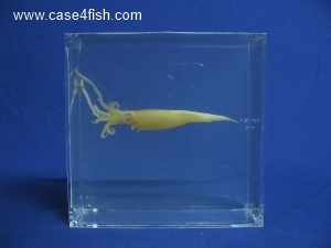 Foto Galerie/Cephalopoda/Alloteuthis subulatus/Alloteuthis subulatus_04_S.jpg